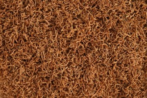 OCHOTKA LIOFILIZOWANA NATURALNY POKARM 1KG