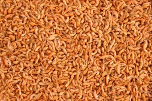 KIEŁŻ SYBERYJSKI SUSZONY GLOPEX DLA ŻÓŁWIA 5KG
