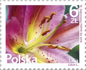 Fi4703 Kwiaty i owoce - Lilia